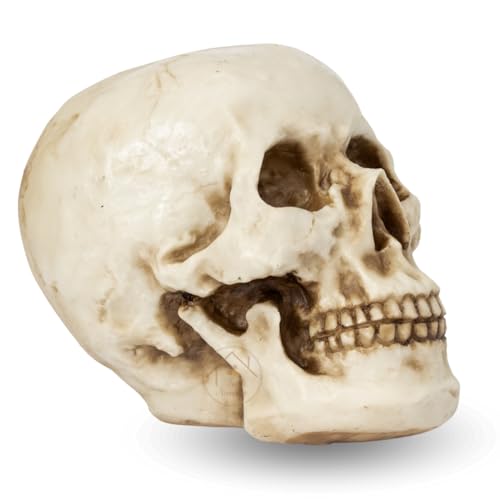 Caveira Crânio Tamanho Real Grande Esqueleto Decorativo em Resina, Anatomia Humana, Cabeça Osso Deco