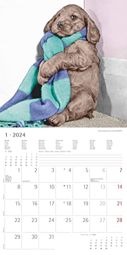 Funny Dogs 2024, Brochure Calendar 30 x 30 cm (30 x 60 cm Open), Calendar with Space for Notes, Dogs, Picture Calendar - Image 2