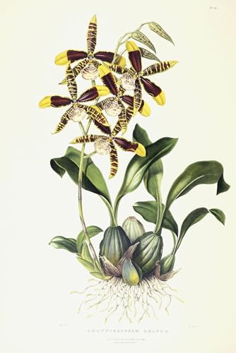 Toile Odontoglossum Affiche Art Mural Moderne Impression Célèbre 60x90cm