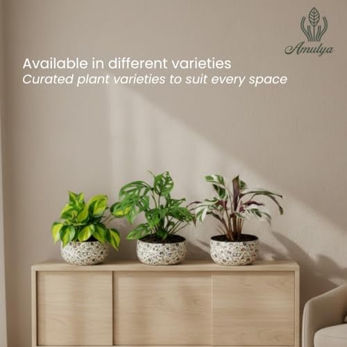 Image of Amulya Farms Indoor Plants for Home | Bamboo Palm Plant In Premium Floral Print Metal Plant Pot | Air Purifying Bamboo Plants For Home Decoration | Live Plants with Pots For Living Room