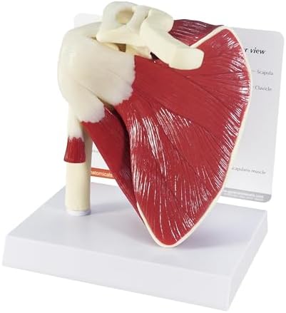 GPI Anatomicals Muscled Shoulder Model, Right Shoulder Joint
