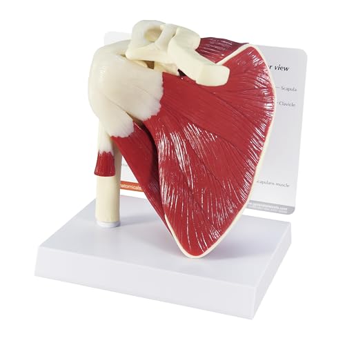 GPI Anatomicals - Muscled Shoulder Model, Right Shoulder Joint with