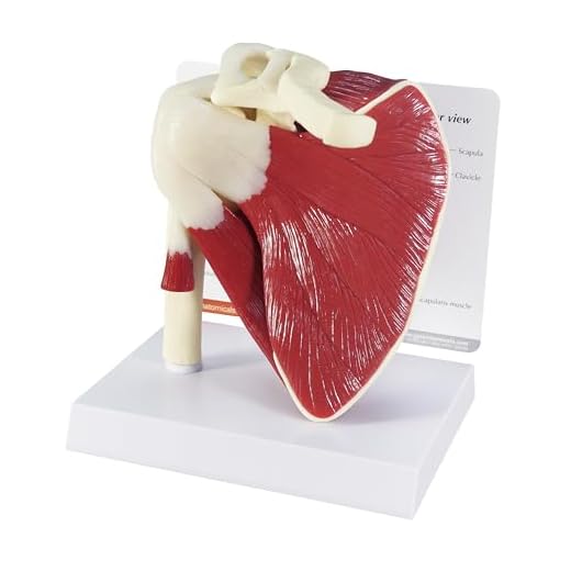 GPI Anatomicals Modelo de manguito rotador articulado