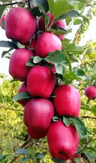 Image of Original Variety HRMN-99 Apple Plant Hybrid Grafted Live Plant For Hot Climate /Hot Weather-From Shimla-Himachal Pradesh All India Weather for Your Garden | Pack of 1 Plant.