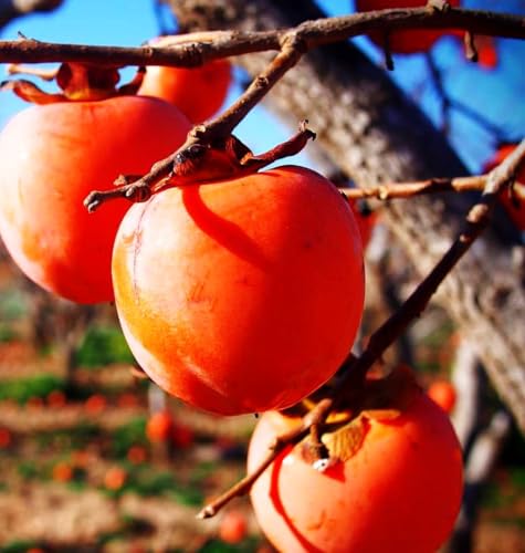 American Persimmon Seeds for Planting Outdoors Heirloom Fruit Seeds 30 +