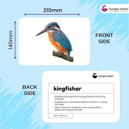 Image of hungry brain Flash Cards for Toddlers, 24 Birds Flashcards, Double-Sided, Montessori, Educational, Kindergarten - Preschool Learning Activities, Gifts for Kids, 1, 2, 3, 4 Years Babies