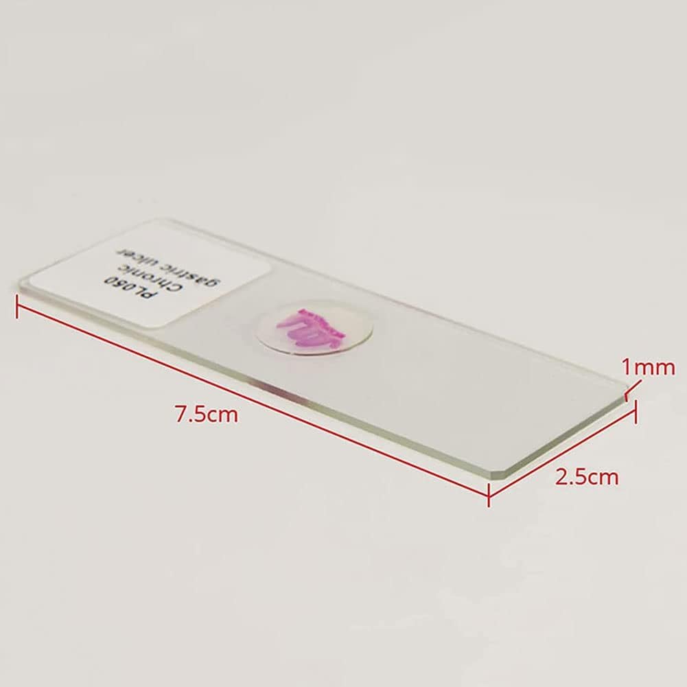 KEULEN Vetrini per Istopatologia Umana, Vetrini per Microscopio con Colorazione Strutturale di Cellule He Umane, Tintura Uniforme, Immagini Chiare, Set per Sezionamento di Tessuti Patologici Umani