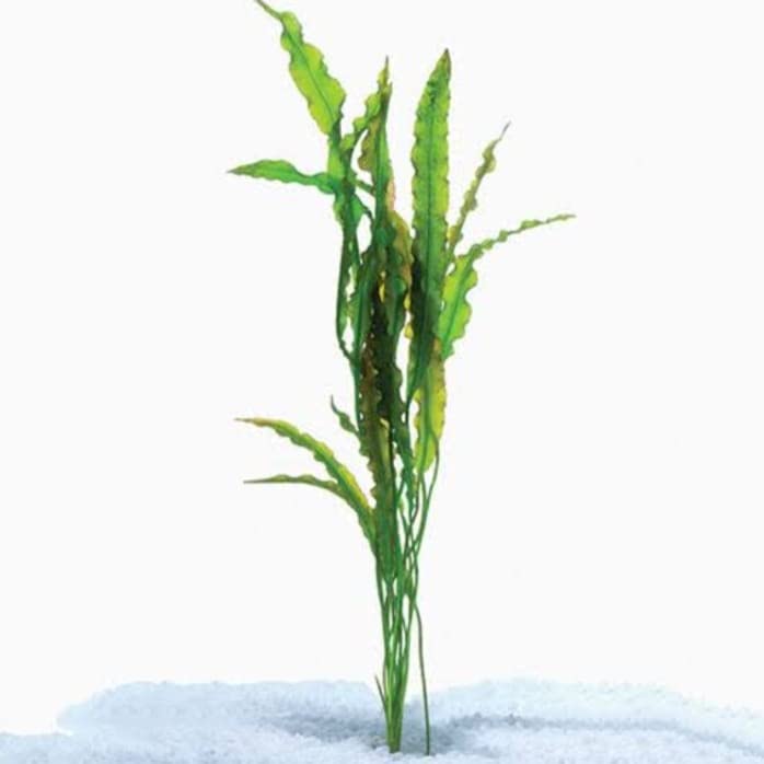 Aponogeton crispus seeds/bulb pack of 5 (B0B1X91KGB) Amazon Price History, Amazon Price Tracker