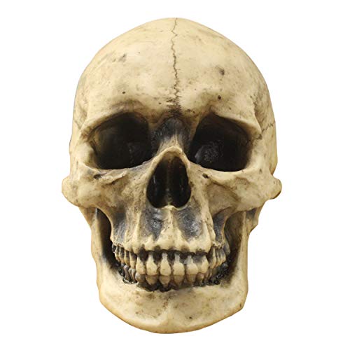 Wall Charmers Life Size Human Skull - 8.5 Realistic Faux Human Anatomy - Table Top Skeleton Head Home Decor