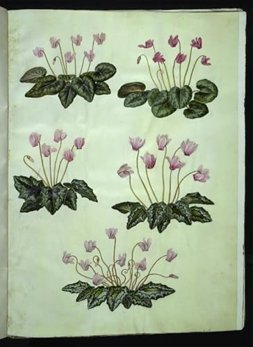Tableaux peinture sur toile cyclamen purpurascens, deco murale chambre 60x90