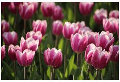 Amazon 花のポストカード 紫のチューリップの絵葉書ハガキ ポストカードのair ポストカード 絵柄付はがき 文房具 オフィス用品 Amazon 花のポストカード 紫のチューリップの絵葉書ハガキ ポストカードのair ポストカード 絵柄付はがき 文房具 オフィス用品