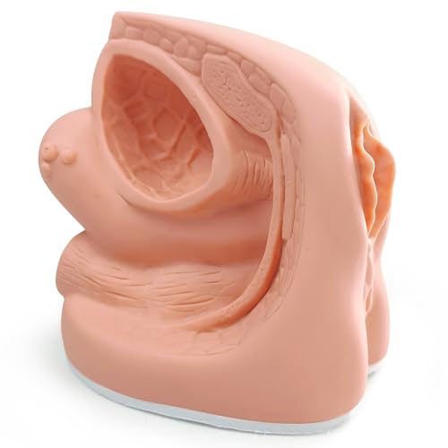 Image of Female Catheterization Model Internal and External Genital Anatomy Model for Clinical Teaching and Medical Education Training Practice, 1 Piece