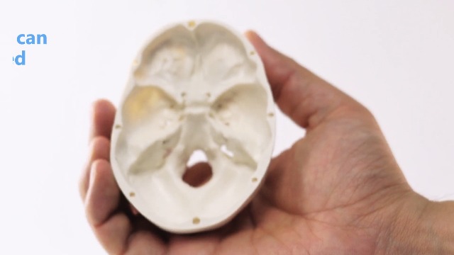 Amazon.com: HADWYN 2026 New Mini Human Skull Model, 3 Part