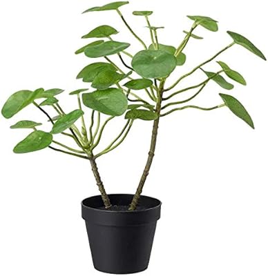 Amazon ikea イケア Fejka 人工観葉植物40 Cm ピレア 603 952 92 人工観葉植物 オンライン通販 Amazon ikea イケア Fejka 人工観葉植物40 Cm ピレア 603 952 92 人工観葉植物 オンライン通販