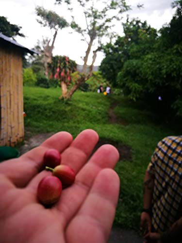 Caffè in grani 1 kg - 100% Robusta - Tostato