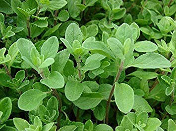 Potseed Germinazione I Semi: Semi 4000: Dolce Maggiorana Heritage 200-10,000 Semi Origanum Majorana Za'atar Bulk Culinary