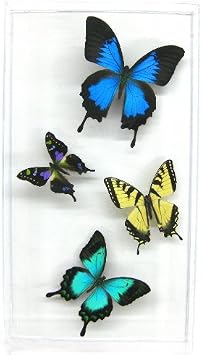 Butterfly Gift Four Swallowtails Artwork- 8" x 14" x 1.5"