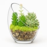 FLORALCRAFT® 15cm W x 17.5cm H Sharletta Bowl Terrarium