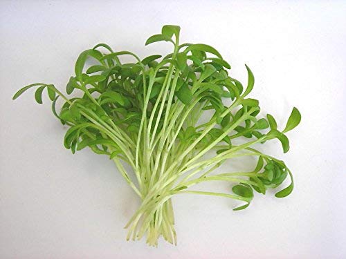 Semi 800 x berro de pimienta