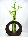 9GreenBox - 3 Style Spiral Lucky Bamboo with Hollow Brown Ceramic Vase