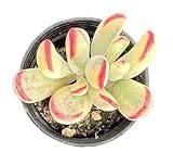 Sprout N Green Cotyledon Orbiculata cv. Long Leaf Variegated, Rare Live Succulent Plant Fully Rooted in 2' Planter with Soil, Home Office Indoor Outdoor Wedding Decoration DIY Projects Party Favor