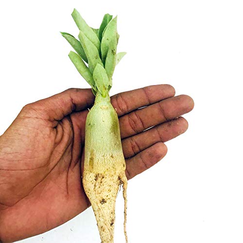 Indian Gardens - Say Green, Stay Green, Grow Green Adenium Arabicum Seedlings Set Of 5 Plants (Live Plant) (B08DY8P3P4) Amazon Price History, Amazon Price Tracker
