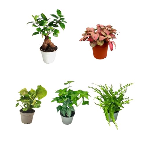 I GIARDINI DI GIULIA - Kit 5 Piantine Verdi per Terrarium Fai-da-Te | Fittonia Rossa e Bianca, Felce, Edera, Mini Syngonium | Piante Vive da Interno (Con mini bonsai)