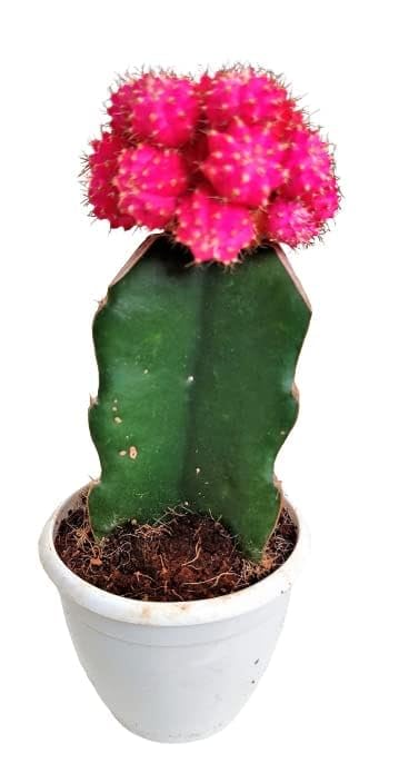 Shri Nursery Moon Cactus with Pink Flowers, Live Plant in Plastic Pot, Air Purifying, Home Decor