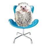 WOLEDOE Hedgehog Supplies, Plastic Armchair Photography Props, Small Animal Toys for Cage - Blue