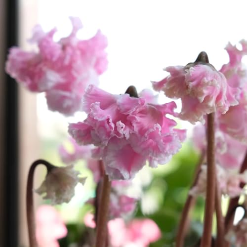 Semi di ciclamino, decorazione floreale da giardino roccioso e perenni semi di farfalle 125pcs