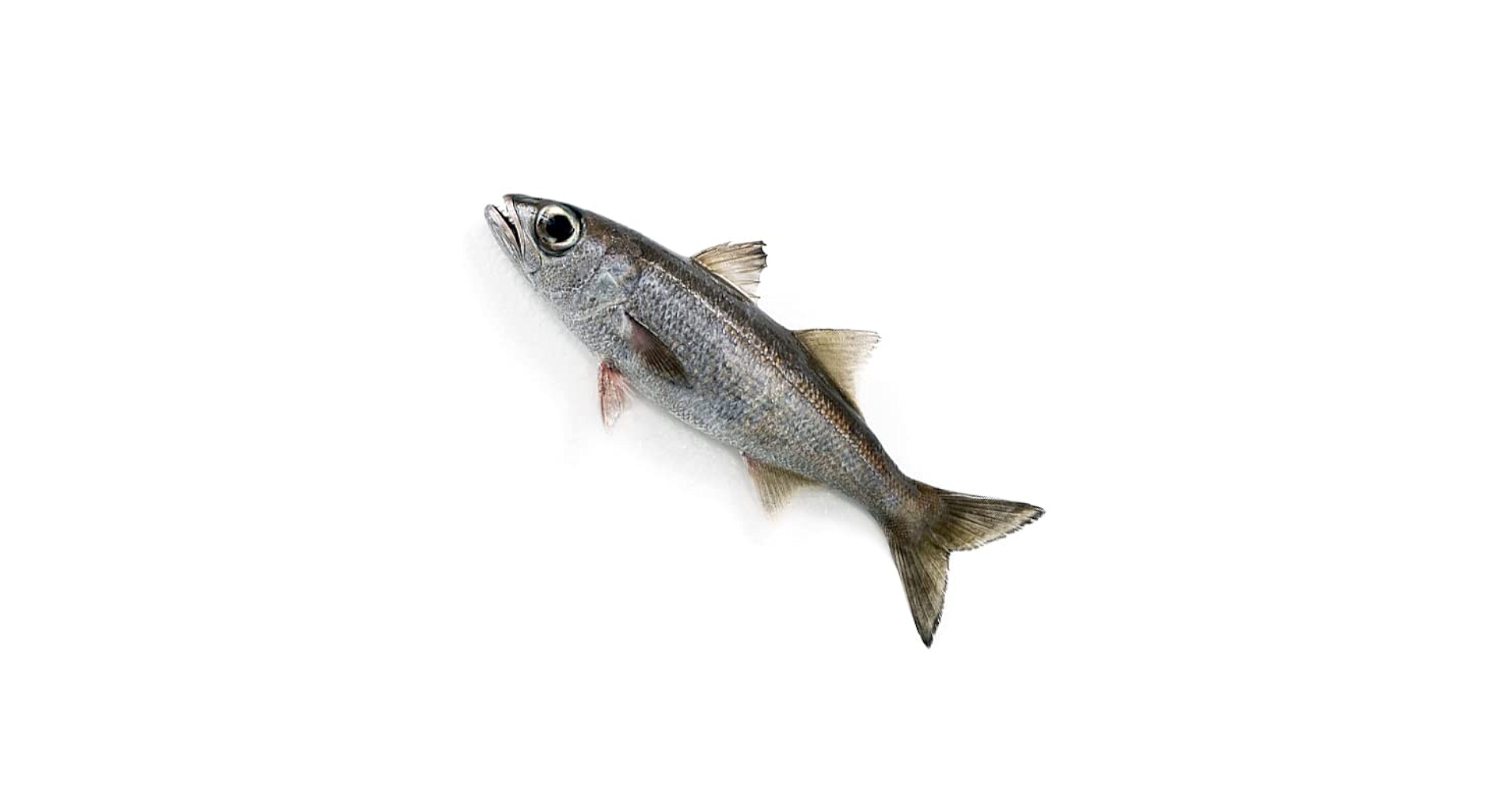 魚 金魚快訊Goldfish Messages: L151鱷魚珍珠異形(Dekeyseria