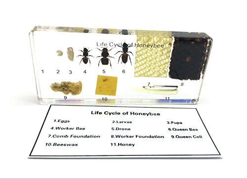 Funsxbug SCIENCE-001 Lifecycle Of A Honey Bee Science Classroom Specimens thumb #1