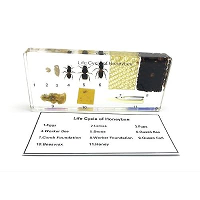 Lifecycle of a Honey Bee Science Classroom Specimens for Science Education