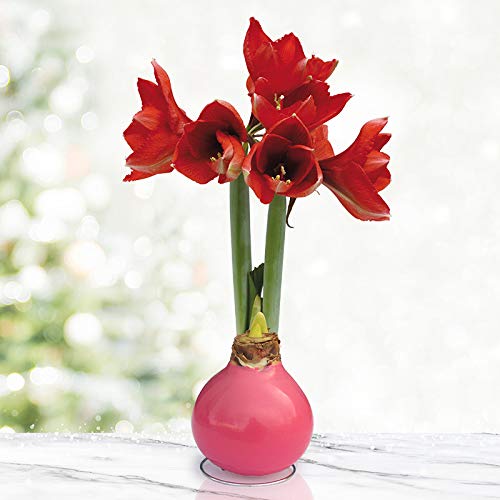 Pink Base Waxed Amaryllis