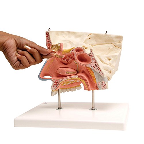 Image of 3B Scientific E20 Nose with Paranasal Sinuses 5-Part - 3B Smart Anatomy