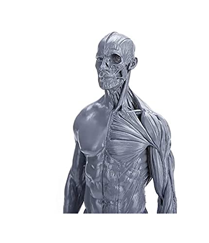 Figure d'anatomie masculine pour perfectionner le dessin de perspective en atelier