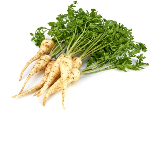 Todd's Seeds Hamburg Rooted Parsley Heirloom Seed - 1g Packet