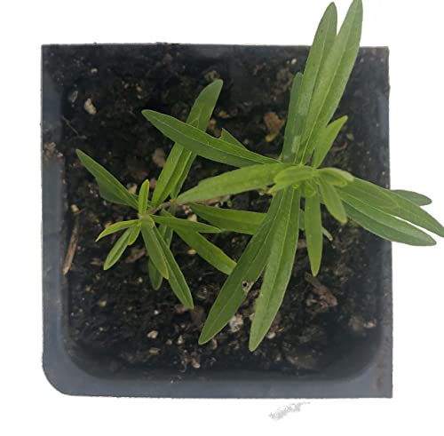 Organic Butterfly Milkweed Plant, (Asclepias tuberosa) 2.5 inch Pot - Orange Milkweed, Butterfly Weed, Chieger Flower, Chiggerflower, Indian Paintbrush, Pleurisy Root