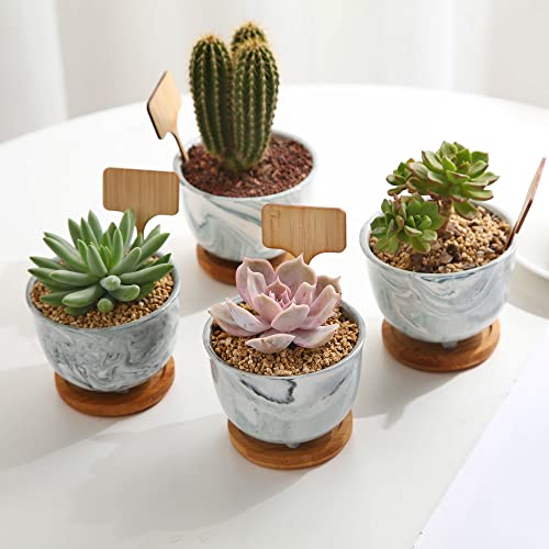 Deluxe Succulent & Cactus Seed Grow Kit - Complete Indoor Cactus & Succulent Kit W/Cactus Seeds, Potting Soil, Ceramic Succulent Pots, Water Drip Trays, Grow Guide - Mothers Day Gift For Plant Lovers #TOP2