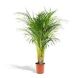Hello Plants Areca Palm Goldpalme/Dypsis Lutescens 110cm hoch, 21Ø - Große Zimmerpflanze - Tropsiche Palme - Luftreinigende Pflanze - Frisch aus der Gärtnerei