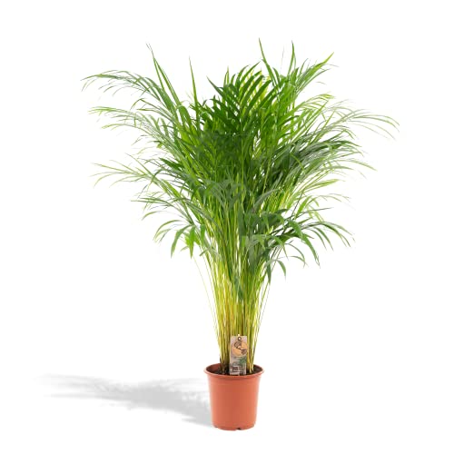 Hello Plants Areca palm Goldpalme/Dypsis Lutescens 110cm hoch, 21Ø - Große Zimmerpflanze - Tropsiche Palme - Luftreinigende pflanze - Frisch aus der Gärtnerei