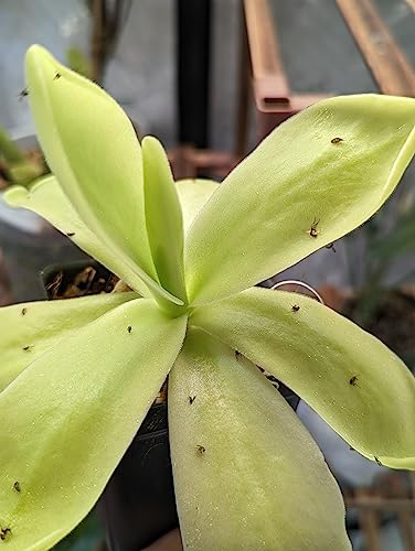 Butterwort Pinguicula Bugbane - Gnat Catcher - Carnivorous Plant