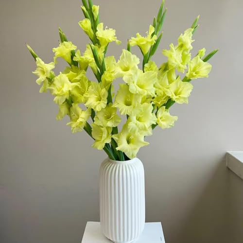 bulbi di gladioli - Serie di rare - resistenti per giardino decorazione giardino ed esotica interni con bulbo bulbi di gladioli 50pcs