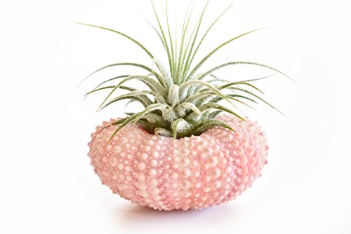 One Beautiful Air Plant Kit w. Pink Sea Urchin Nautical Gift Beach Decor Coastal 1 1/2' Tillandsia Coastal Beach Cottage Planter Wedding Favor