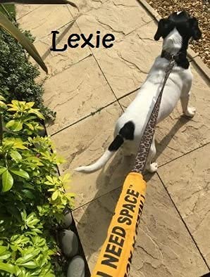 Yellow Dog UK "I NEED SPACE" Dog Lead cover for nervous, anxious dogs that need space - Image 4