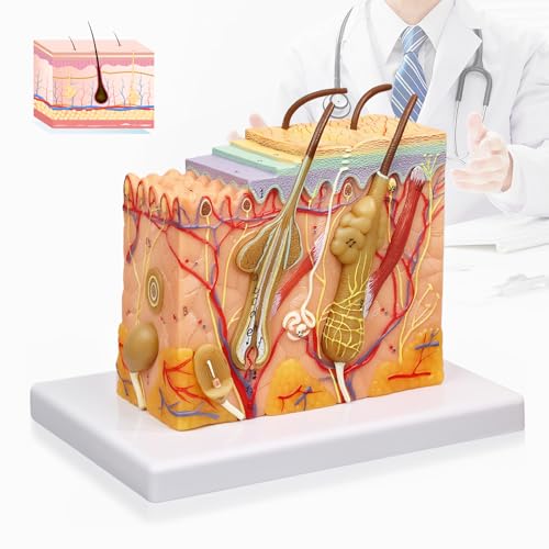 Image of HADWYN 35X Skin Layers Anatomical Model,Enlarged Anatomy Skin Model for Science Study or Patient Education