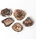 Namvo natürliche Holz FossilStück unregelm??ig poliert versteinert Holz Ornament Lehre fossile Probe Materialien, 7cm-9cm