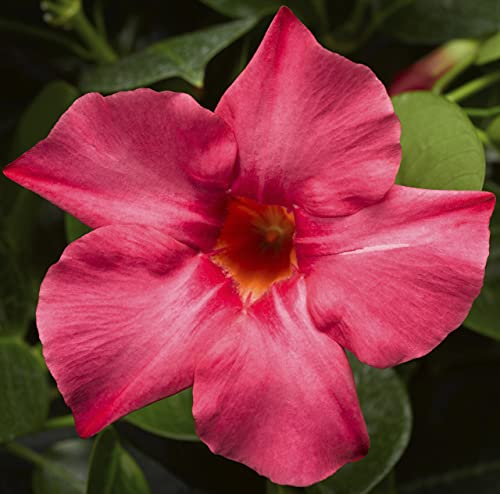 Coral Pink Mandeville Plant- Dipladenia, Starter Plant, Beautiful Flowering Mandevilla Vine, Great for Shady and Semi- Shady Areas.