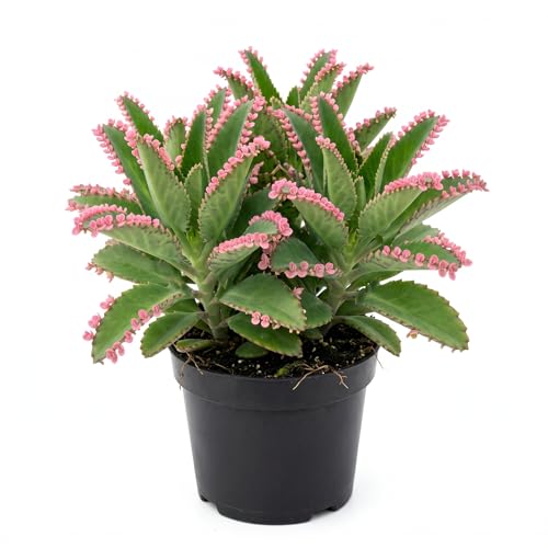 Live Mother of Thousands Plant, Kalanchoe Pink Butterflies Succulent Plant