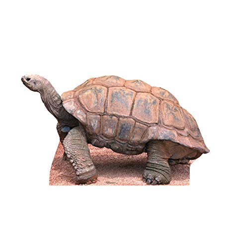 Image of Cardboard People Tortoise Life Size Cardboard Cutout Standup